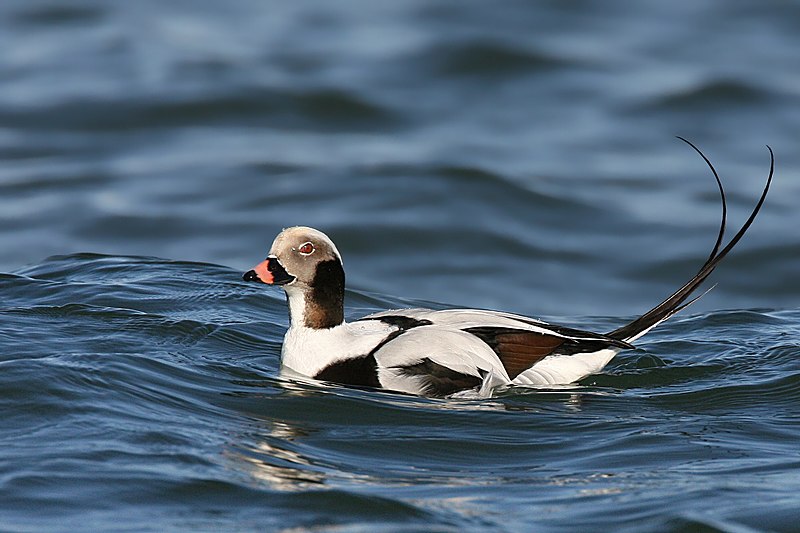 Fil:Long-tailed-duck.jpg