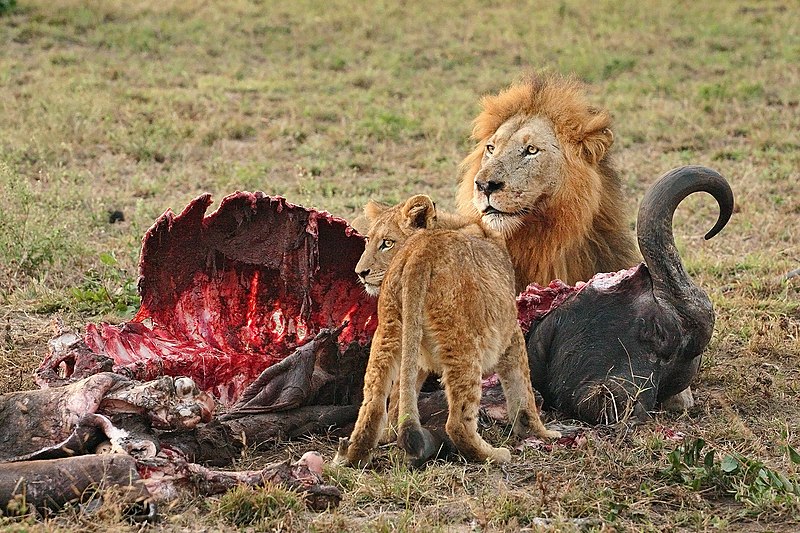 Fil:Male Lion and Cub Chitwa South Africa Luca Galuzzi 2004 edit1.jpg