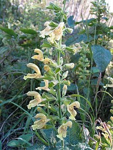 Salvia glutinosa1Juan Sanchez.jpg