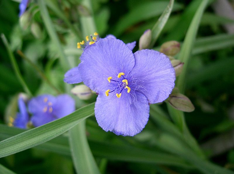 Fil:Tradescantia ohiensis2.jpg