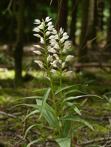 Cephalanthera longifolia