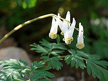 Dicentra cucullaria.JPG