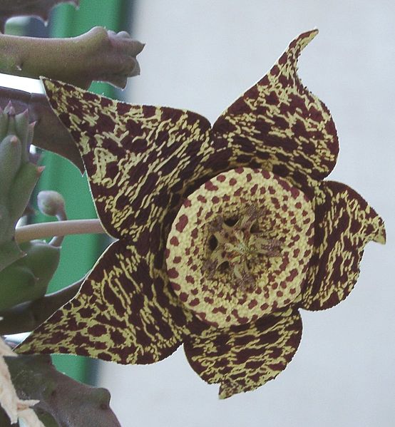 Fil:Orbea variegata.jpg