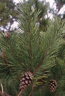 Pinus contorta.jpg