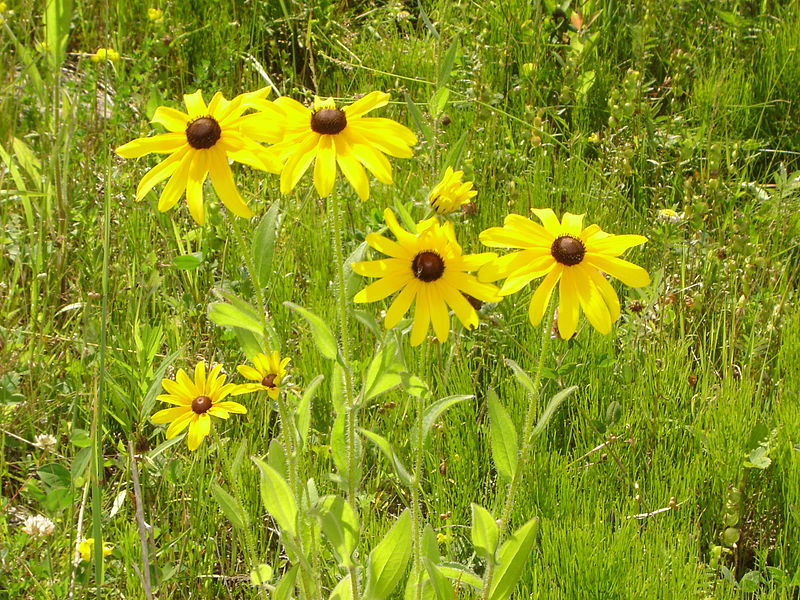 Fil:Rudbeckia hirta.jpg