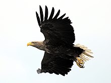 Seeadler-flug.jpg