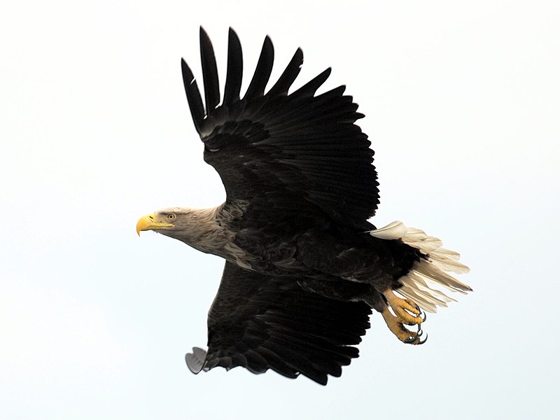 Fil:Seeadler-flug.jpg