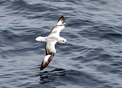 Southern Fulmar closeup.jpg