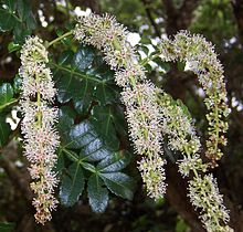 Honungsträd (Weinmannia tinctoria)