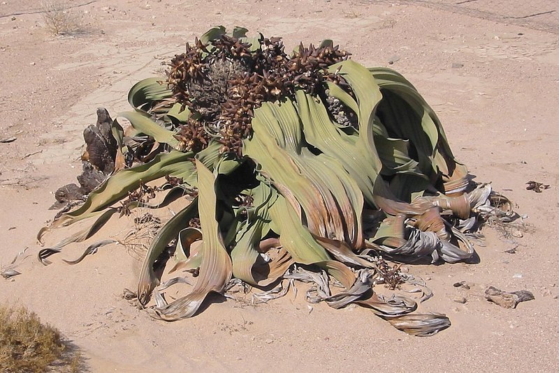 Fil:Welwitschia.jpg