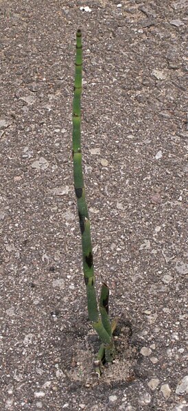 Fil:Equisetum hyemale+asphalt.jpg