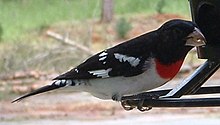 Grosbeak (Razmear).jpg