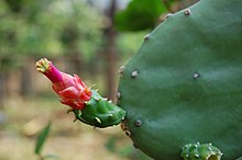 Kochenillkaktus (N. cochenillifera)