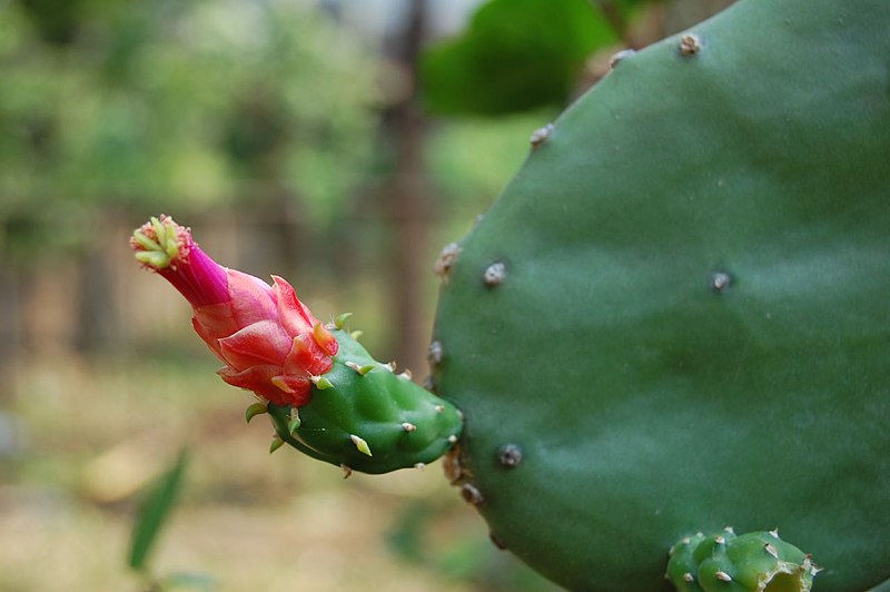 Fil:Opuntia cochenillifera1INTRUDER.jpg