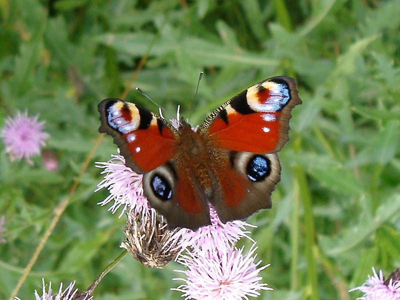 Fil:Peacock butterfly.JPG