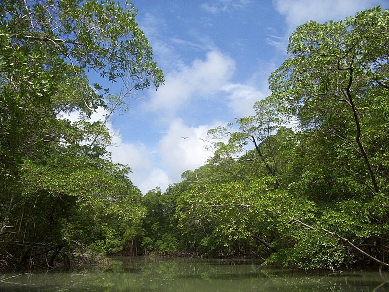 Fil:River in the Amazon rainforest.jpg