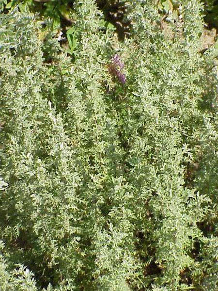 Fil:Artemisia pontica0.jpg