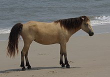 AssateaguePony1.jpg