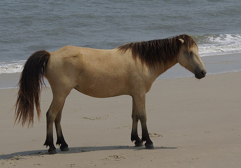 Fil:AssateaguePony1.jpg