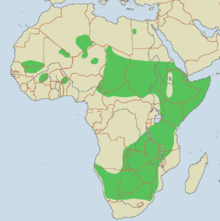 Gepardens utbredningsområde i Afrika