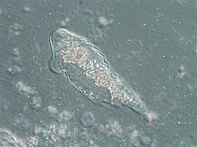 Ett urdjur i stammen Hypermastigida
