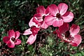 Ranunculus asiaticus5LEST.jpg
