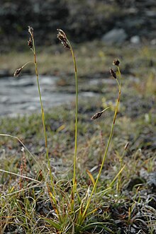 Carex fuliginosa.JPG