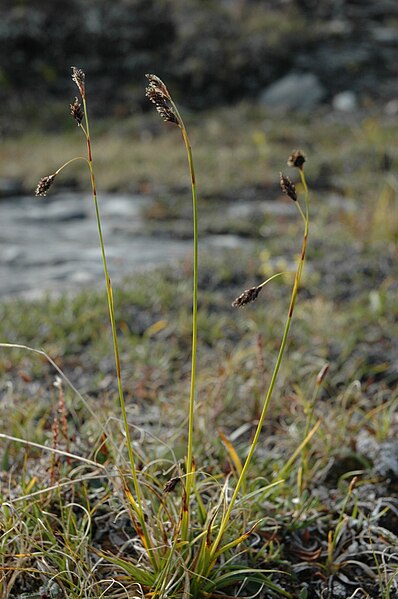 Fil:Carex fuliginosa.JPG