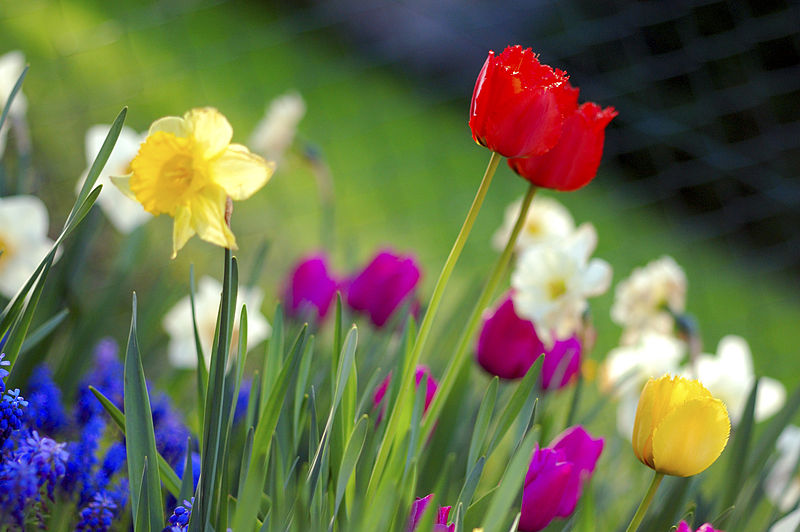 Fil:Colorful spring garden.jpg