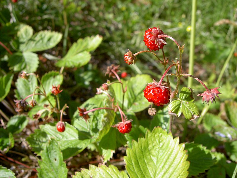 Fil:Fragaria vesca close-up 3.jpg