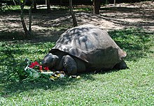 Tidernas mest berömda Galàpagossjöldpadda, Harriet, som dog 2006
