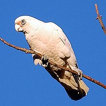 Littlecorella.jpg