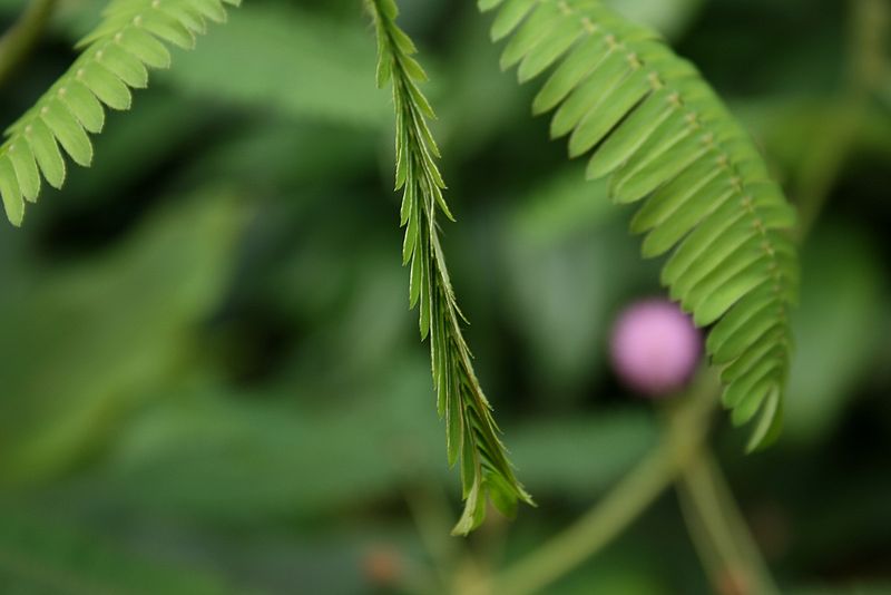 Fil:Mimosa-pudica-post.jpg