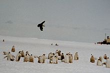 Sydpolslabb över kejsarpingvinungar, Rosshavet, Antarktis