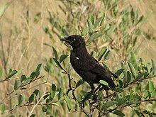 Southern Anteater-Chat.jpg