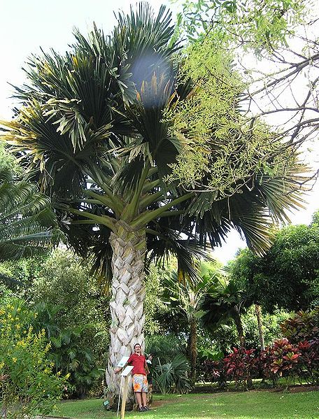 Fil:Talipot, Corypha umbraculifera, palmier géant.JPG