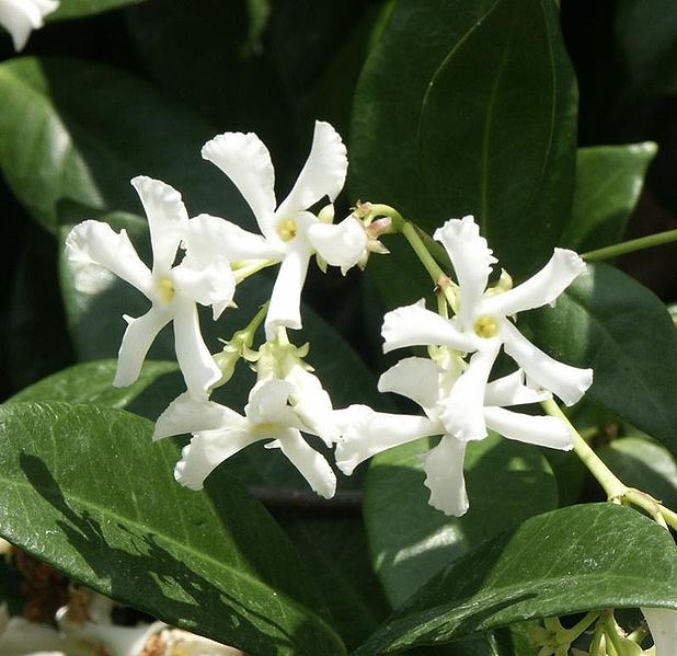 Fil:Trachelospermum jasminoides1215878198.jpg