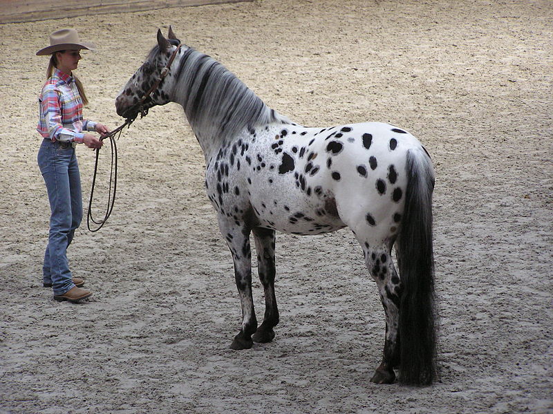 Fil:Appaloosa stallion.JPG