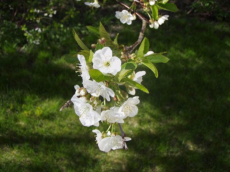 Fil:Cherry tree flower.JPG