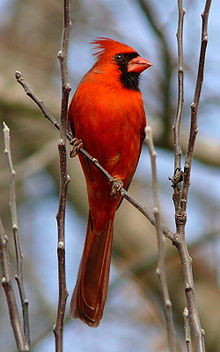 Röd kardinal (Cardinalis cardinalis), hane