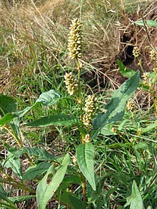 Persicaria lapathifolia.jpeg