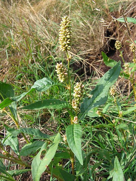 Fil:Persicaria lapathifolia.jpeg