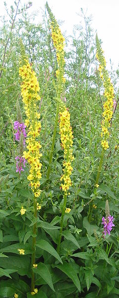 Fil:Verbascum nigrum bgiu.jpg