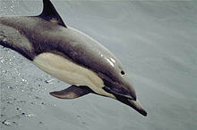 Common dolphin.jpg