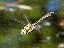 En flygande guldtrollslända