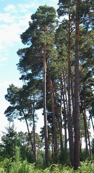 Fil:Pinus sylvestris.JPG