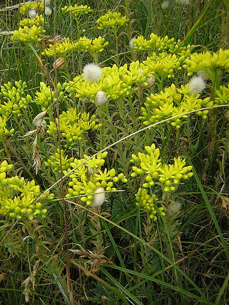 Sedum rupestre3.jpg