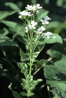 Bäckbräsma (C. amara)