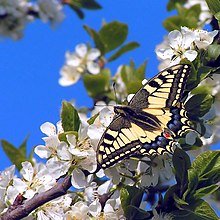 Papilio machaon01.jpg