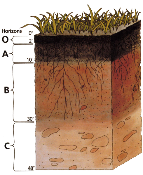 Fil:Soil profile.png
